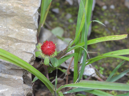 mock strawberry