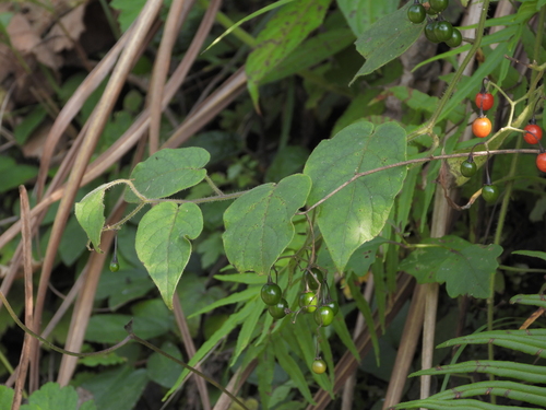 lyreleaf nightshade
