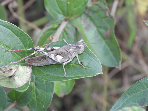 Oedaleus manjius