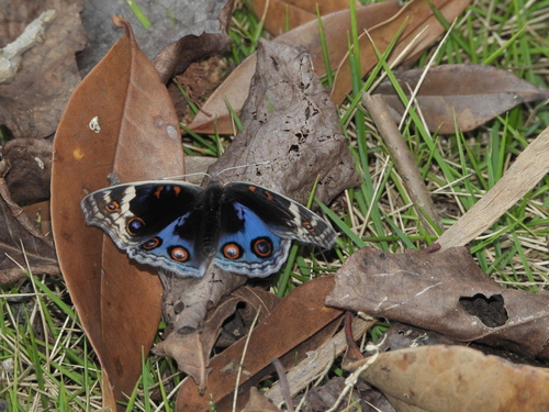 Blue Pansy