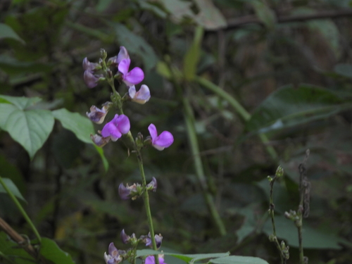 Hyacinth bean