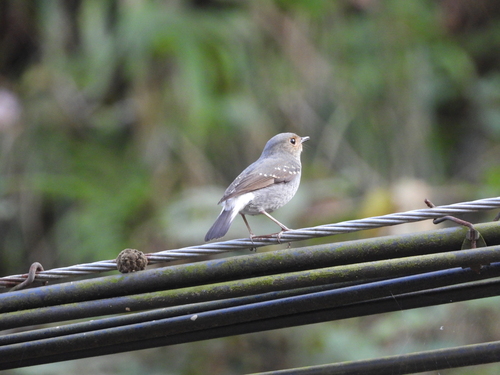 Plumbeous Water Redstart