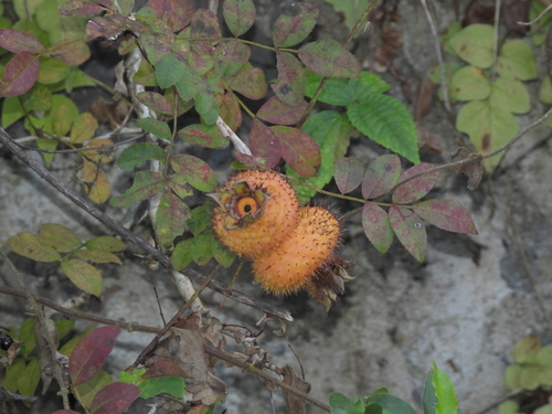 Burr Rose