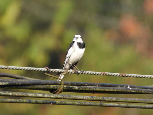 White Wagtail