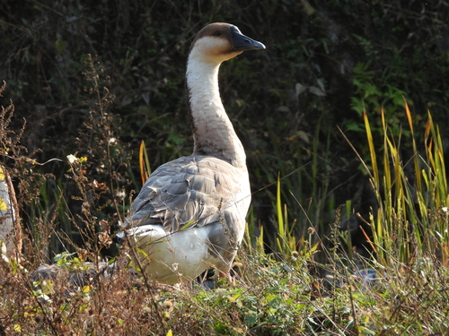 Domestic Swan Goose
