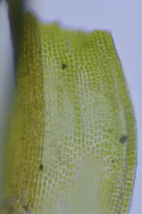 Schistidium papillosum