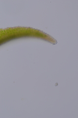 Schistidium papillosum