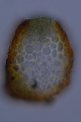 Schistidium papillosum