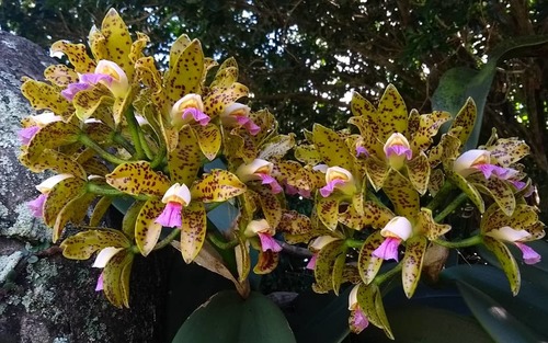Spotted Cattleya