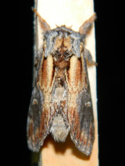 Notodonta scitipennis