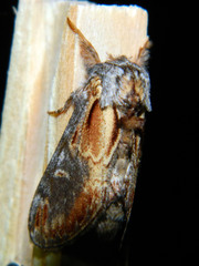 Notodonta scitipennis