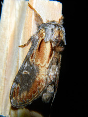 Notodonta scitipennis