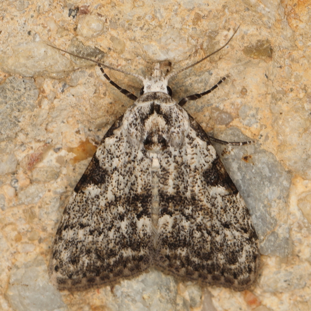 Meganola bispermutata
