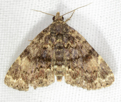 Metalectra richardsi