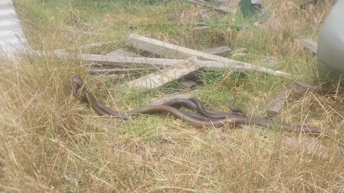 Mainland Dugite sighting