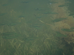 Atherinomorus stipes