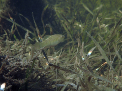 Floridichthys carpio