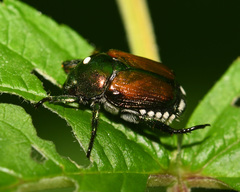 Istocheta aldrichi