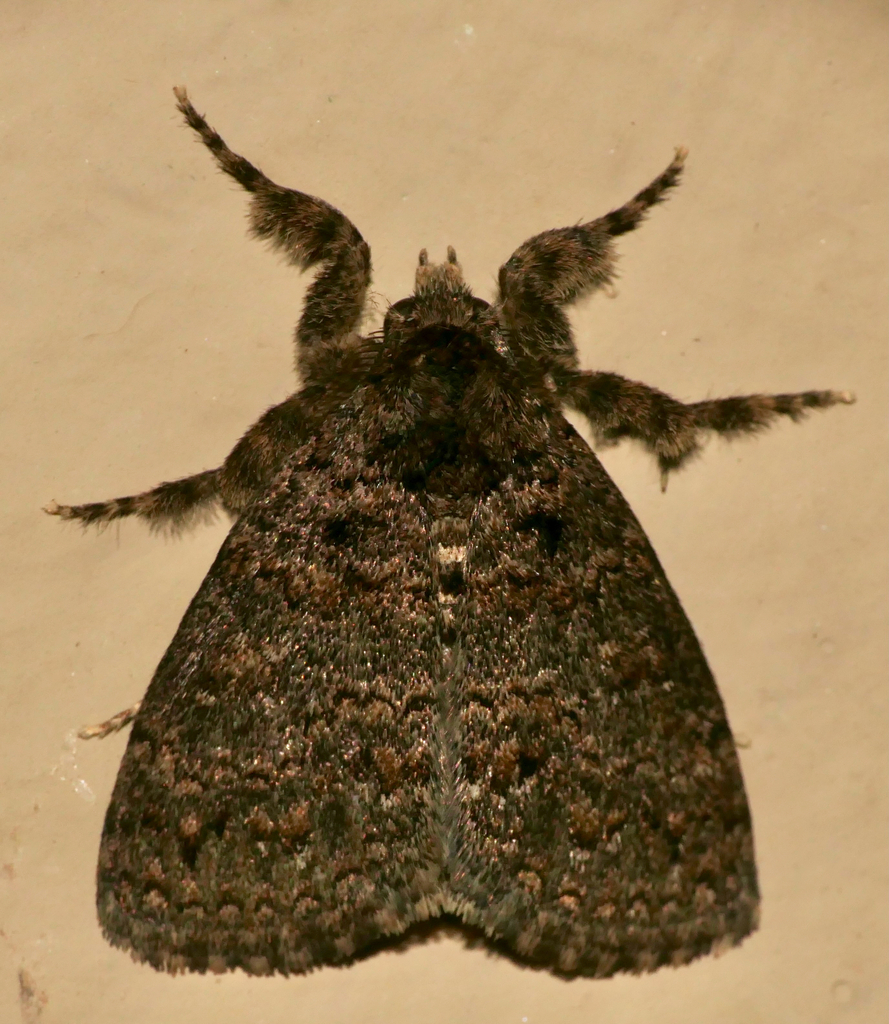 Homochira rendalli from lower sabie camp kruger np mpumalanga south