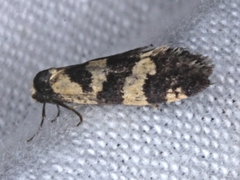 Lepidoscia characota