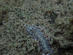 Prostheceraeus crozieri