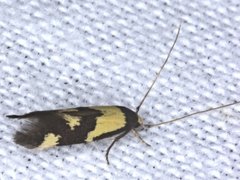 Opogona comptella