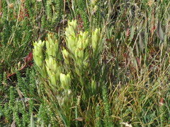 Castilleja occidentalis