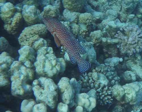 Coral Grouper