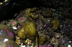 Leathesia marina
