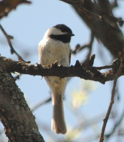 Carolina Chickadee photographed in Kansas