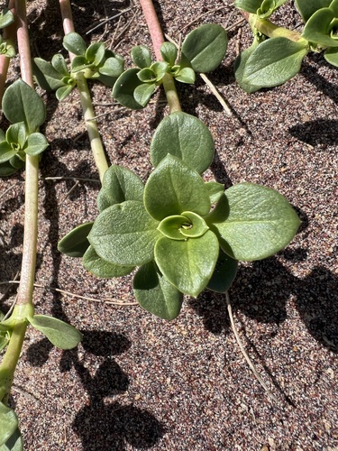 Image of Hydrophylax maritima by (c) Алёна Осипова, some rights reserved (CC BY)