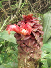 Costus lima