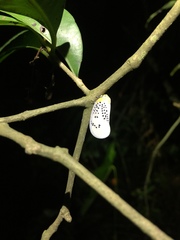 Poekilloptera phalaenoides