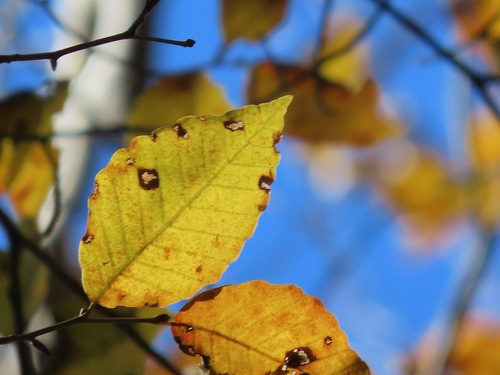 Japanese beech (Fagus crenata)