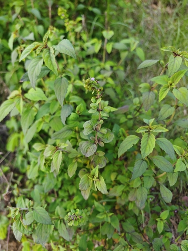 Mosla japonica iNat (1)