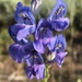 Rocky Mountain Penstemon - Photo no rights reserved, uploaded by Robb Hannawacker