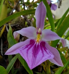Miltonia spectabilis