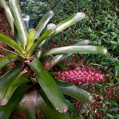 Aechmea cylindrata, photograph (c) Patrícia Mees, some rights reserved (CC BY)