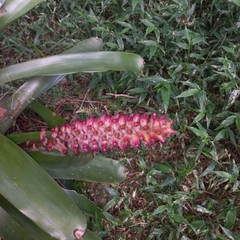 Aechmea cylindrata, photograph (c) Patrícia Mees, some rights reserved (CC BY)