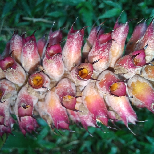 Aechmea cylindrata, photograph 6