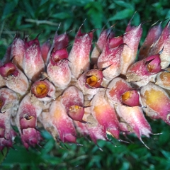 Aechmea cylindrata, photograph (c) Patrícia Mees, some rights reserved (CC BY)