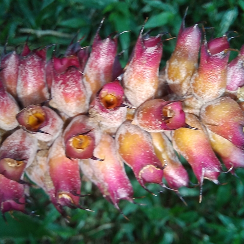 Image of Aechmea cylindrata by (c) Patrícia Mees, some rights reserved (CC BY)