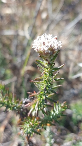 Ball Blombush (Metalasia capitata)