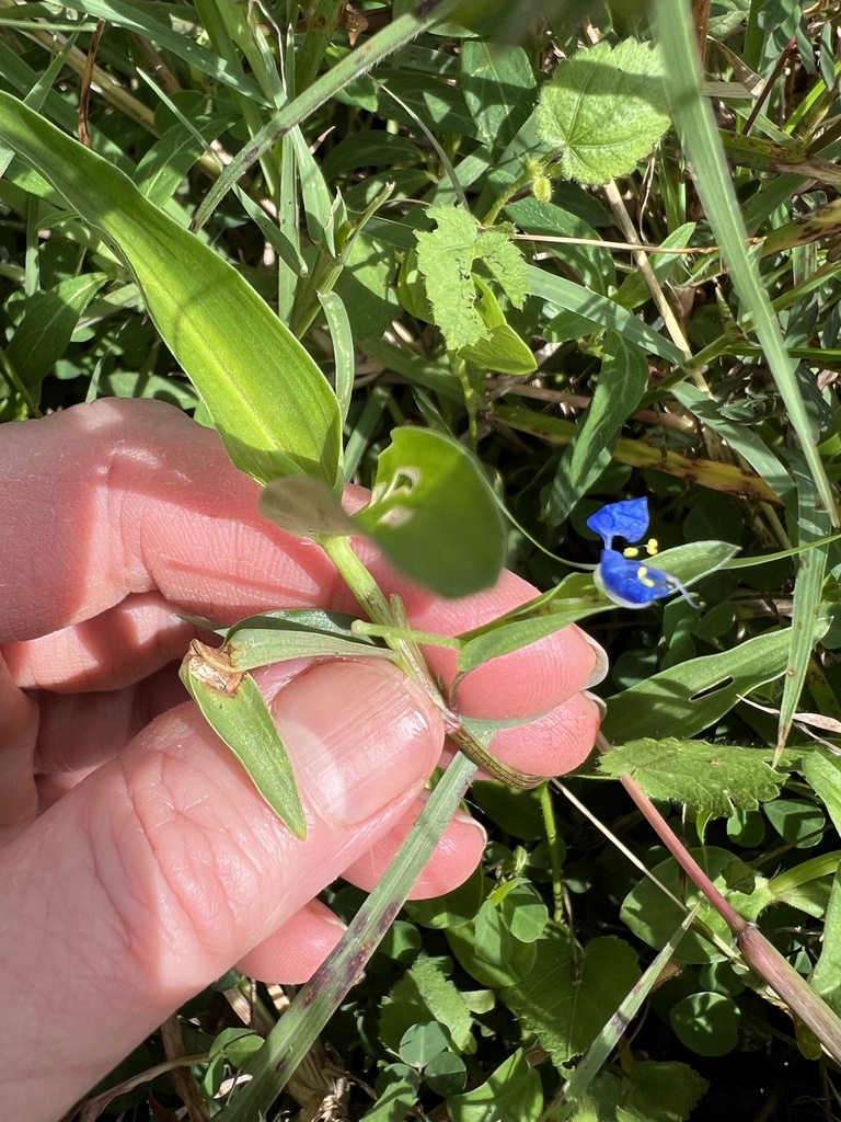 Commelina appendiculata
