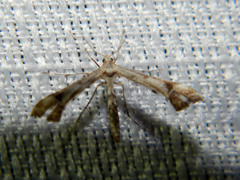 Platyptilia carduidactylus