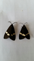 Nyctemera annulata × amicus