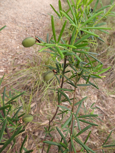 Image of Golden Glory Pea (Gompholobium latifolium) by (c) Mark Clarke, some rights reserved (CC BY)