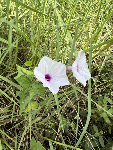 Image of Ipomoea sagittifolia by (c) Алёна Осипова, some rights reserved (CC BY)