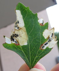 Chrysoesthia sexguttella