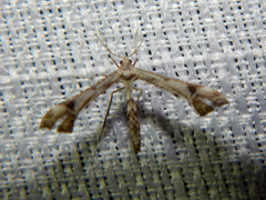Platyptilia carduidactylus